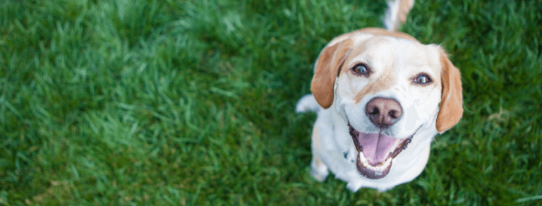 Le CBD est-il sans danger pour votre chien ?