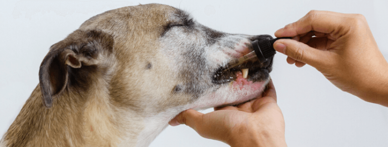 What Is the Best Way to Administer CBD to Dogs