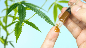 The Full Story on Full-Spectrum CBD Oil