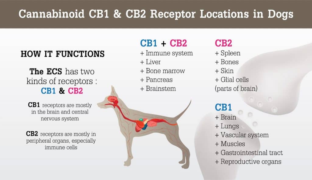 the endocannabinoid system in dogs