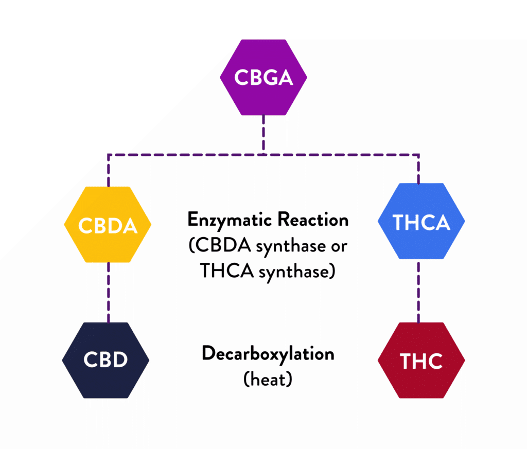 Avantages du cannabigérol